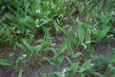 Lilies of the valley bloom in May. Lilies of the valley, Convallaria majalis is a woodland flowering plant with sweetly scented, pendent, bell-shaped white flowers borne in sprays in spring. Berlin, Germany 