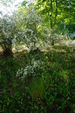 Lilies of the valley bloom in May. Lilies of the valley, Convallaria majalis is a woodland flowering plant with sweetly scented, pendent, bell-shaped white flowers borne in sprays in spring. Berlin, Germany 