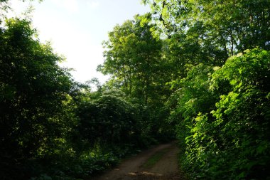Mayıs 'ta bahar bitkileriyle güzel bir manzara. Berlin, Almanya 