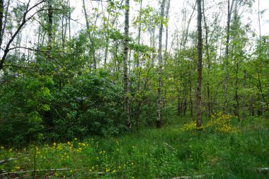 Mor çiçekli şırınga müstehcenliği ve Mayıs ayında huş ağacında açan sarı çiçekli Cytisus scoparius. Berlin, Almanya. 