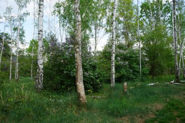 Mayıs ayında huş ağacında leylak mor çiçeklerle açar. Leylak, Oleaceae, Oleaceae familyasından çiçekli bir bitki türü. Berlin, Almanya