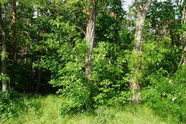 Robinia psödoacia ormanda beyaz çiçeklerle çiçek açar. Robinia pseudoacia, baklagiller (Fabaceae) familyasından Robinieae kabilesine ait orta büyüklükte bir yaprak döken ağaçtır. Berlin, Almanya