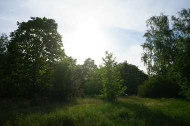 Mayısta bahar bitkisi olan güzel bir orman. Berlin, Almanya