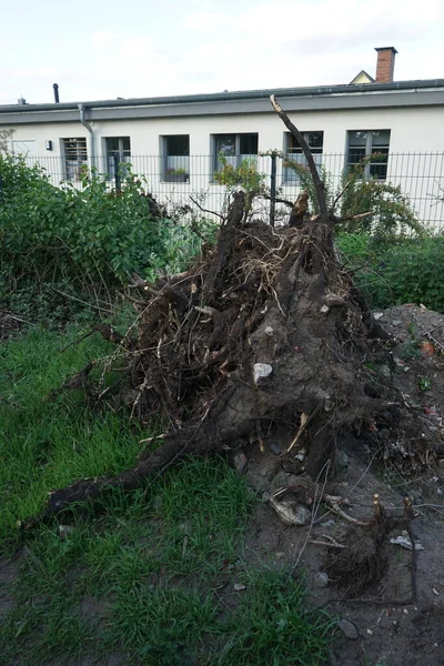 Stock image Uprooted shoots of Populus alba. Populus alba, silver poplar, silverleaf poplar, or white poplar, is a species of poplar. Berlin, Germany