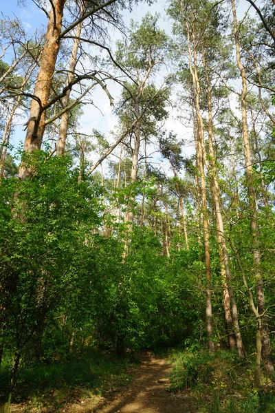 Mayısta Bahar Bitkisi Olan Güzel Bir Orman Berlin Almanya — Stok fotoğraf