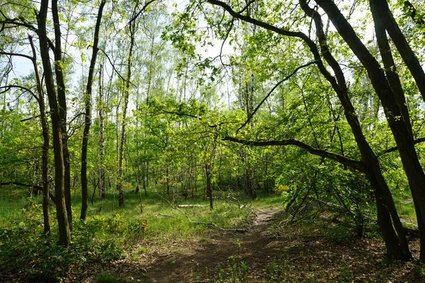 Όμορφο Δάσος Ανοιξιάτικη Βλάστηση Τον Μάιο Βερολίνο Γερμανία — Φωτογραφία Αρχείου