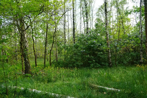 자작나무 숲에는 자줏빛 독수리와 리우스가 베를린 — 스톡 사진