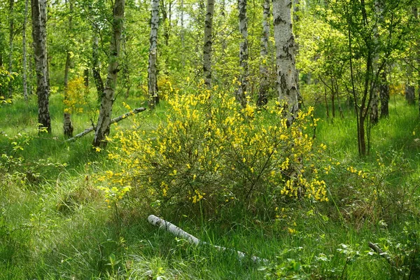 5月には白樺林に黄色い花を咲かせます Cytisus Scoparius Sarothamus Scoparius 一般的なほうきまたはスコッチほうきは 科ファブ科の落葉マメ科低木です ドイツ ベルリン — ストック写真