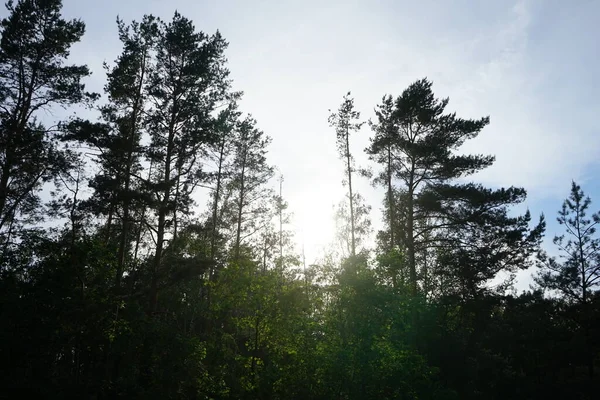 stock image Beautiful forest with spring vegetation in May. Berlin, Germany