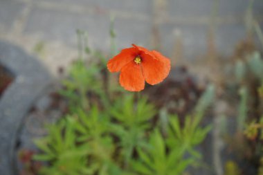Papaver dubium blooms in the garden in May. Papaver dubium is a species of poppy known by the common names long-headed poppy and blindeyes. Berlin, Germany 