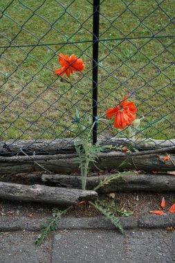 Zincir çitin yanında çift sıra taç yapraklı portakal gelinciği mayıs ayında çiçek açar. Papaver haşhaş ailesinin bir türüdür. Berlin, Almanya 