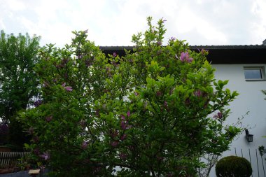 Magnolia liliiflora blooms in May in the garden. Magnolia liliiflora, woody-orchid, Mulan-, purple-, red-, lily-, tulip- and Jane magnolia, is a small tree. Berlin, Germany