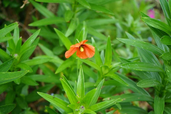 Papaver Dubium Blooms Garden May Papaver Dubium Species Poppy Known — Stock Fotó