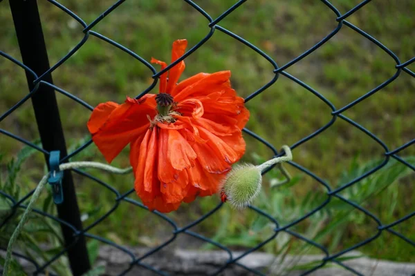 Orange poppy with a double row of petals near the chain link fence blooms in May. Papaver is the type genus of the poppy family. Berlin, Germany