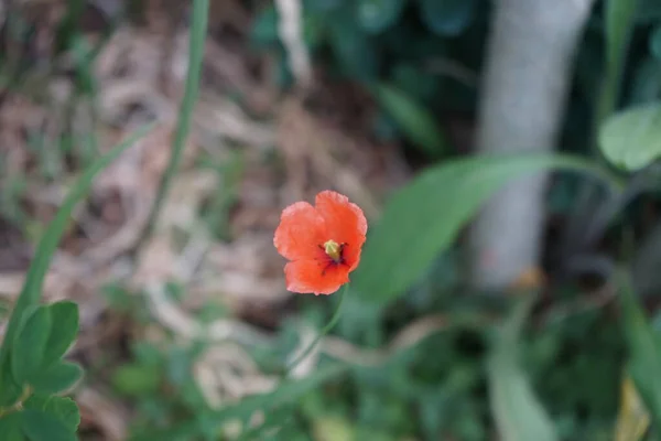 Паперові Дюбієві Квіти Саду Травні Papaver Dubium Вид Маку Відомий — стокове фото