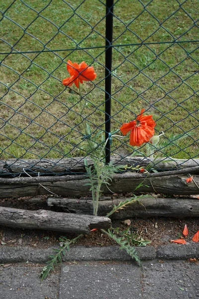 Orange poppy with a double row of petals near the chain link fence blooms in May. Papaver is the type genus of the poppy family. Berlin, Germany