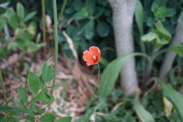 Papaver Dubium Ανθίζει Στον Κήπο Τον Μάιο Papaver Dubium Είναι — Φωτογραφία Αρχείου