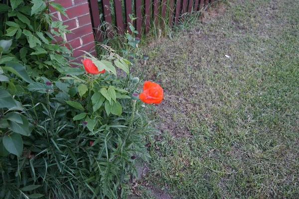 山楂盛开 花园里开橙红色的花 东方罂粟是一种多年生开花植物 德国柏林 — 图库照片