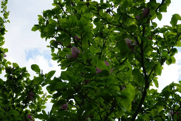 Magnolia Soulangeana Blooms May Garden Magnolia Soulangeana Denudata Liliiflora Saucer — Zdjęcie stockowe