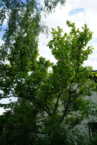 Magnolia Soulangeana Virágzik Májusban Kertben Magnolia Soulangeana Denudata Liliiflora Csészealj — Stock Fotó