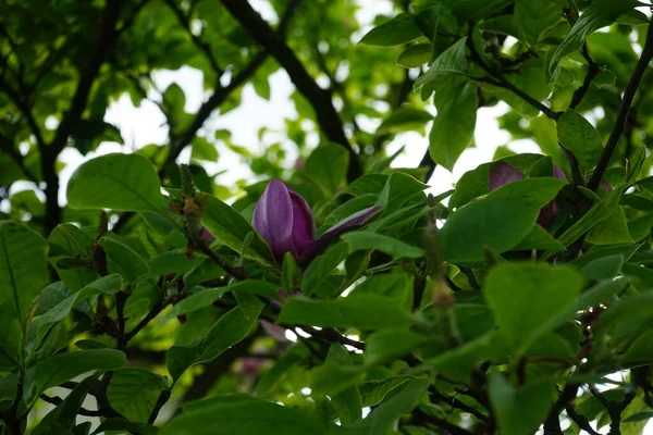 Magnolia Soulangeana Blooms May Garden Magnolia Soulangeana Denudata Liliiflora Saucer — Φωτογραφία Αρχείου