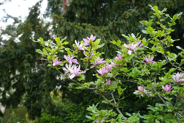 Magnolia Liliiflora Blooms May Garden Magnolia Liliiflora Woody Orchid Mulan — Fotografia de Stock