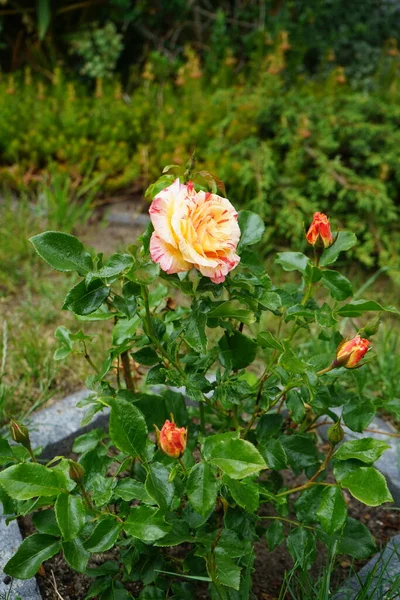 玫瑰品种 Claude Monet Syn Jacdesa 是由杰克 克里斯滕森培育的一种红色 黄色和乳白色条纹混合茶 德国柏林 — 图库照片