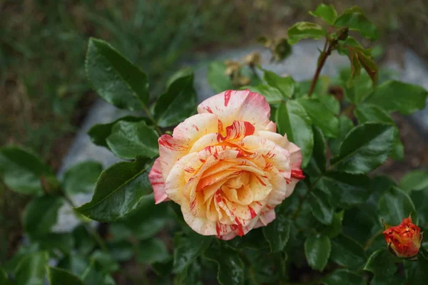 玫瑰品种 Claude Monet Syn Jacdesa 是由杰克 克里斯滕森培育的一种红色 黄色和乳白色条纹混合茶 德国柏林 — 图库照片