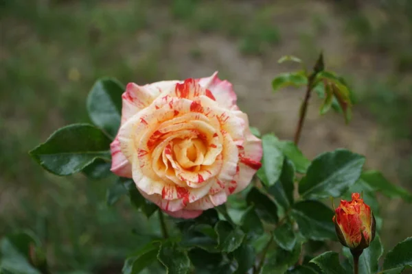 Varietà Rosa Claude Monet Syn Jacdesa Una Rosa Ibrida Strisce — Foto Stock