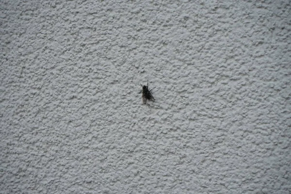 Μύγα Κάθεται Στον Εξωτερικό Τοίχο Του Σπιτιού Τον Μάιο Μύγα — Φωτογραφία Αρχείου