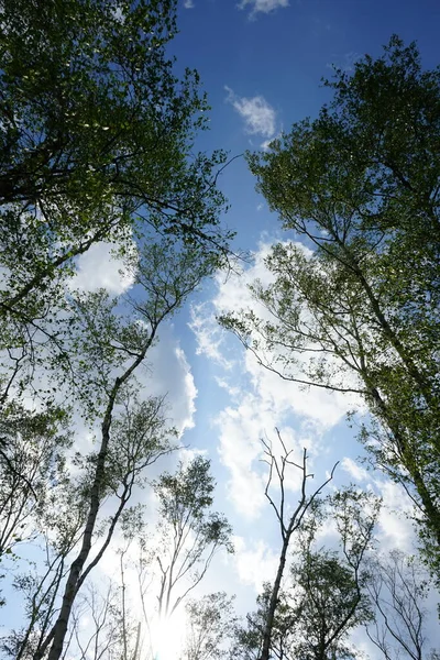 5月の曇りの空に対して白樺林の白樺林の白樺 白樺はベトゥラ科ベトゥラ属の薄葉落葉広葉樹です ドイツ ベルリン — ストック写真