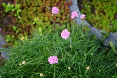 Mayıs ayında bahçede Armeria maritima. Armeria maritima, Plumbaginaceae familyasından bir bitki türüdür. Berlin, Almanya 