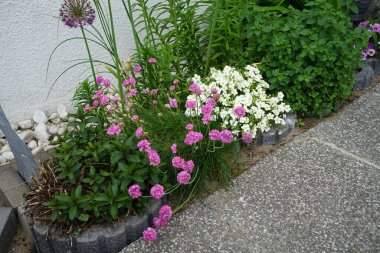 Mayıs ayında bahçede Armeria maritima. Armeria maritima, Plumbaginaceae familyasından bir bitki türüdür. Berlin, Almanya 