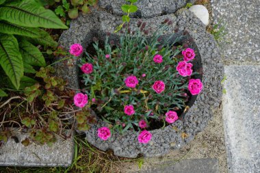 Dianthus caryophyllus bahçede çiçek açar. Dianthus caryophyllus, karanfil veya karanfil pembesi olarak da bilinir, Dianthus cinsinin bir türüdür. Berlin, Almanya 