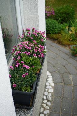 Dianthus caryophyllus 