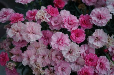 Mayısta pencere kenarındaki bir çiçek kutusundaki dianthus çiçekleri. Dianthus, Caryophyllaceae familyasından bir bitki cinsidir. Berlin, Almanya 