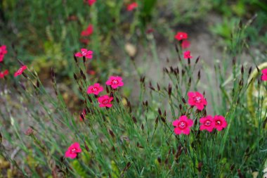Bahçede Dianthus deltoides 'in sert kırmızı çiçekleri. Dianthus deltoides, Dianthus cinsinin bir türüdür. Berlin, Almanya 