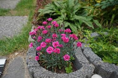 Dianthus caryophyllus bahçede çiçek açar. Dianthus caryophyllus, karanfil veya karanfil pembesi olarak da bilinir, Dianthus cinsinin bir türüdür. Berlin, Almanya 