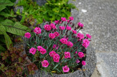 Dianthus caryophyllus bahçede çiçek açar. Dianthus caryophyllus, karanfil veya karanfil pembesi olarak da bilinir, Dianthus cinsinin bir türüdür. Berlin, Almanya 