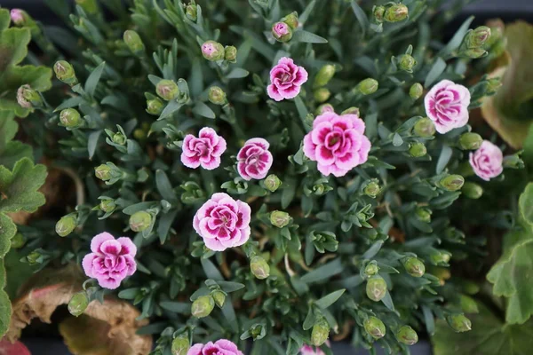 Dianthus Caryophyllus Розовые Поцелуи Цветут Мае Цветочной Коробке Подоконнике Dianthus — стоковое фото