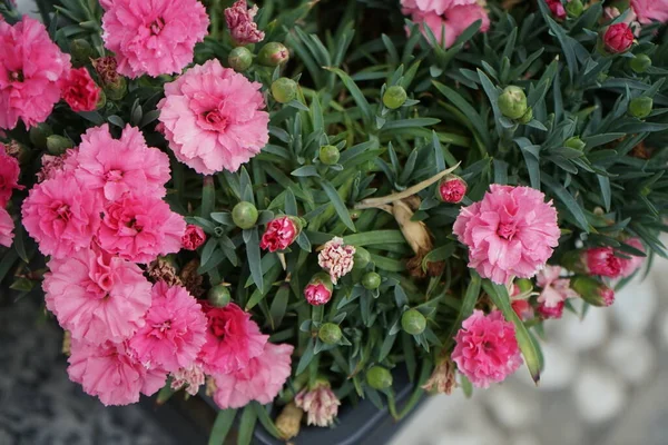 Dianthus flowers in a flower box on a windowsill in May. Dianthus is a genus of flowering plants in the family Caryophyllaceae. Berlin, Germany