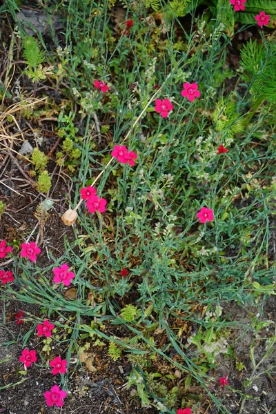 Выносливые Красные Цветы Dianthus Deltoides Саду Dianthus Delfendes Розовый Является — стоковое фото