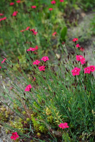 Härdiga Röda Blommor Dianthus Deltoides Trädgården Dianthus Deltoides Jungfrurosa Art — Stockfoto