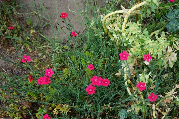 아담하게 정원에 있습니다 투스델 Dianthus Deltoides 토스의 일종이다 베를린 — 스톡 사진