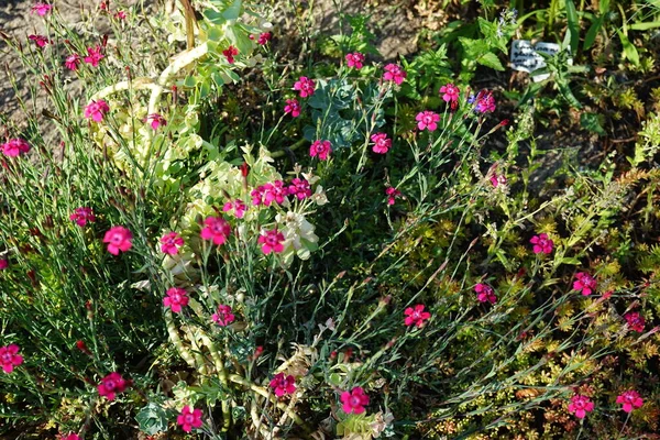 Hardy Czerwone Kwiaty Dianthus Deltoides Ogrodzie Dianthus Deltoides Dziewiczy Różowy — Zdjęcie stockowe