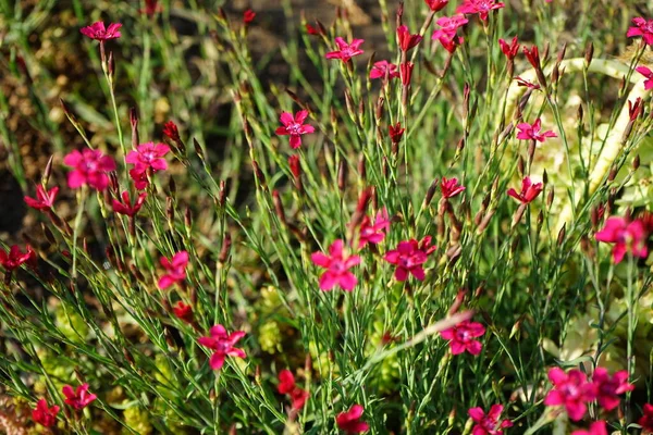 Winterharte Rote Blüten Von Dianthus Deltoides Garten Dianthus Deltoides Das — Stockfoto