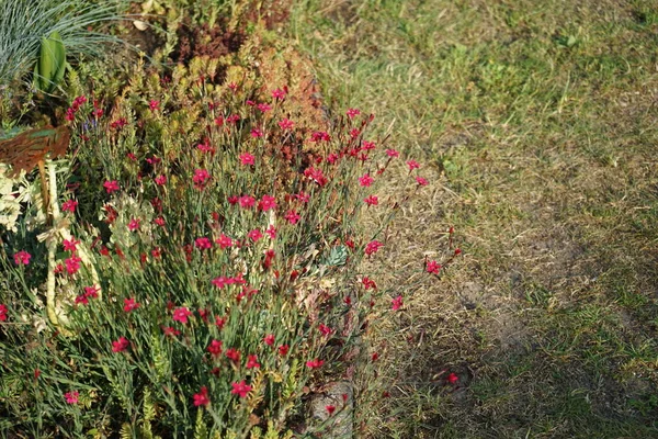 Dianthus Deltoides Kemény Vörös Virágai Kertben Dianthus Deltoides Leány Rózsaszín — Stock Fotó