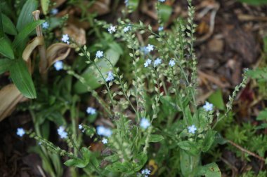 Mayısta mavi beni unutma. Myosotis ya da Myosotis, Boraginaceae familyasından bir bitki cinsidir. Berlin, Almanya 