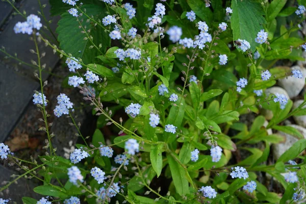 Blue forget-me-nots in May. Myosotis, forget-me-nots or scorpion grasses, is a genus of flowering plants in the family Boraginaceae. Berlin, Germany
