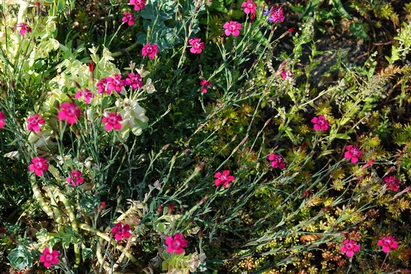 Winterharte Rote Blüten Von Dianthus Deltoides Garten Dianthus Deltoides Das — Stockfoto